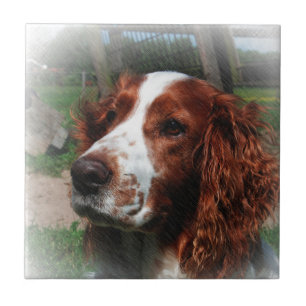 Springer Spaniel Dog Art