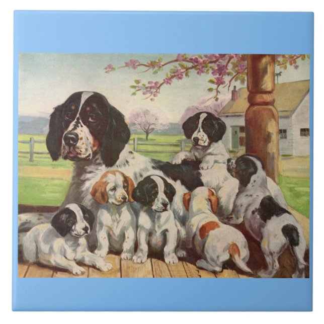 springer spaniel e cachorros (Frente)