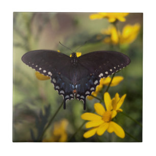Springtime Swallowtail