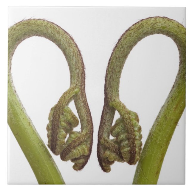 Sprouts 2 da samambaia (Frente)