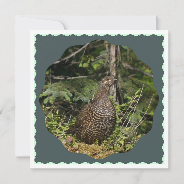 Spruce Grouse (Frente)