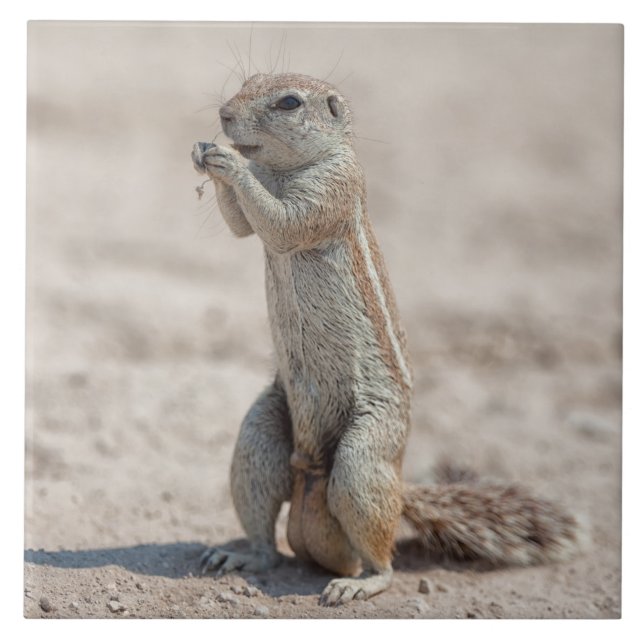 Sqirrel em terra (Frente)