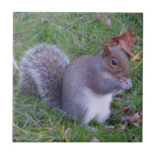 Squirrel (4,25" x 4,25") o azulejo cerâmico