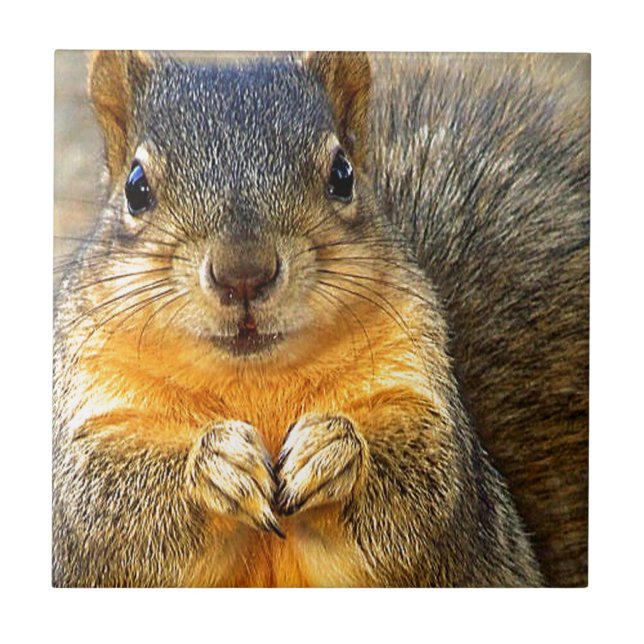 Squirrel Love (Frente)