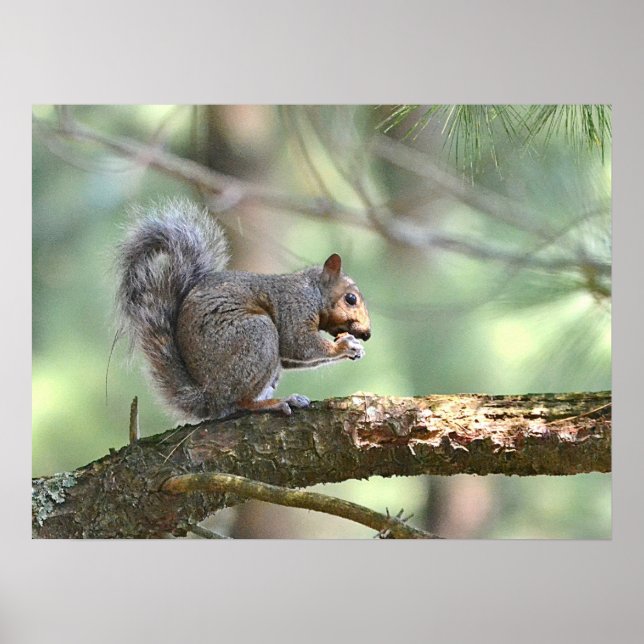 Squirrel Poster (Frente)