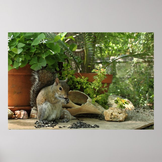 Squirrel Treats Poster -36x24 -outros tamanhos (Frente)
