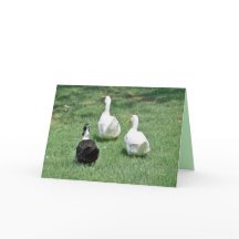 Srta. Cartão - Saindo