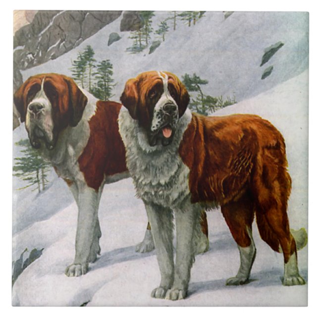 St. Bernards do vintage (Frente)