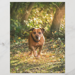 Staffordshire Bull terrier