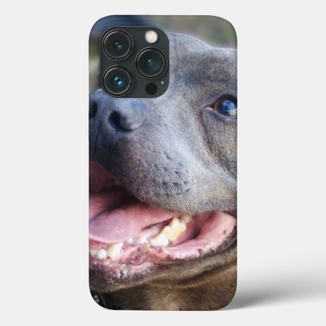 Staffordshire Bull Terrier feliz,   (Verso)