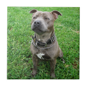 Staffordshire Bull Terrier Sentado À Atenção,