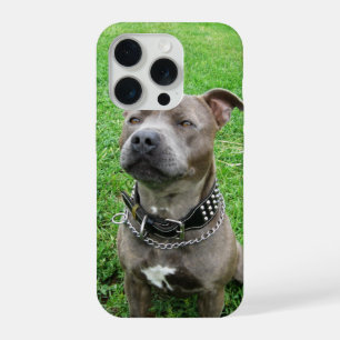 Staffordshire Bull Terrier Sentado Atento,