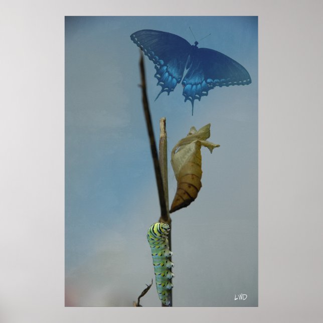 Stages Poster Print (Frente)