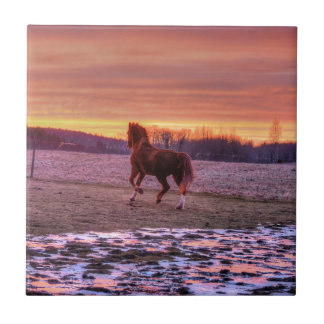 Stallion Running Home no Sunset no Ranch