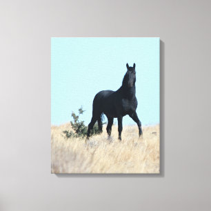 Stallion Voodoo Canvas