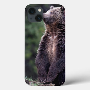 Standing Grizzly Bear