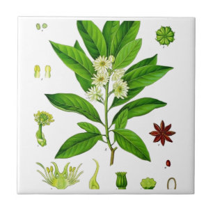 Star Anise