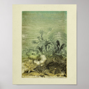 Star Fish Marine Color Art Impressão