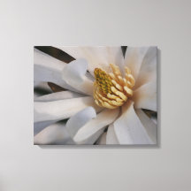 Star Magnolia Flower Canvas Print