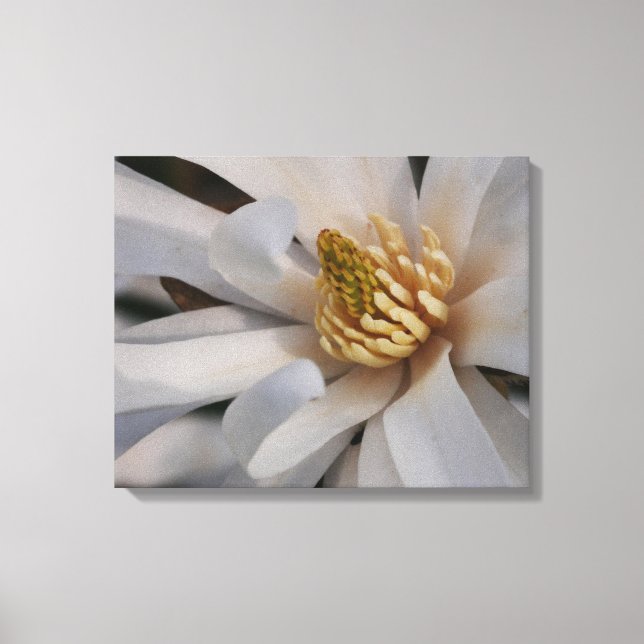 Star Magnolia Flower Canvas Print (Frente)
