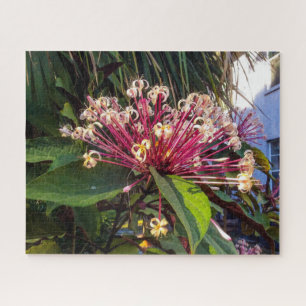 Starburst Clerodendrum Flower Quebra-cabeça