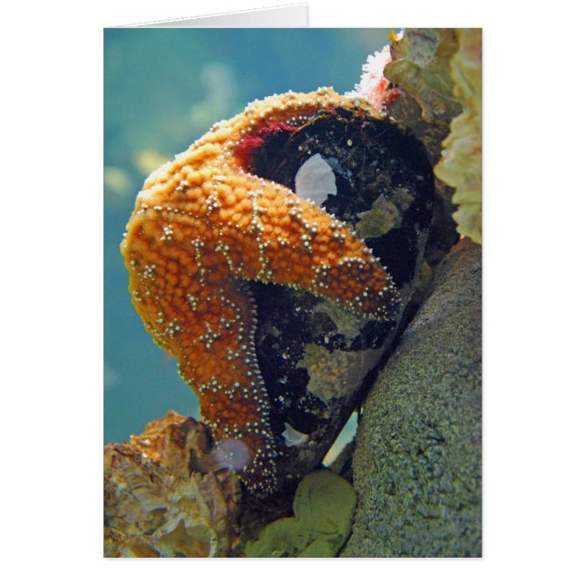 Starfish - Cartão (Frente)