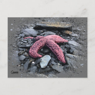 Starfish - Cartão postal