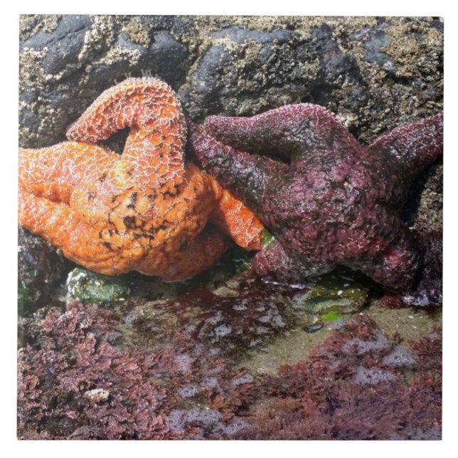 Starfish de Bob Creek, OR (Frente)