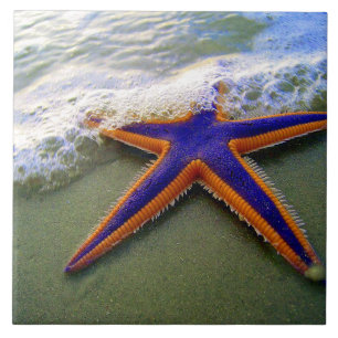 Starfish Tropical Sandy Beach Sea Wave