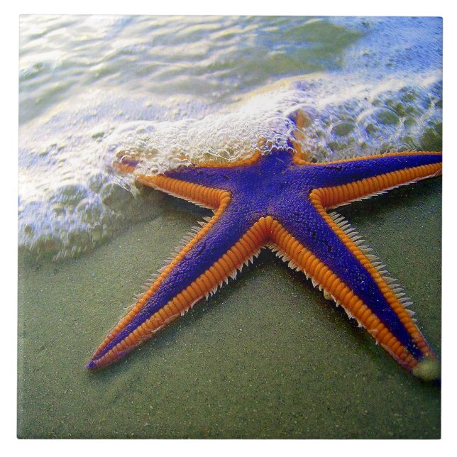 Starfish Tropical Sandy Beach Sea Wave (Frente)
