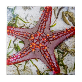 Starfish, Zanzibar, Tanzânia