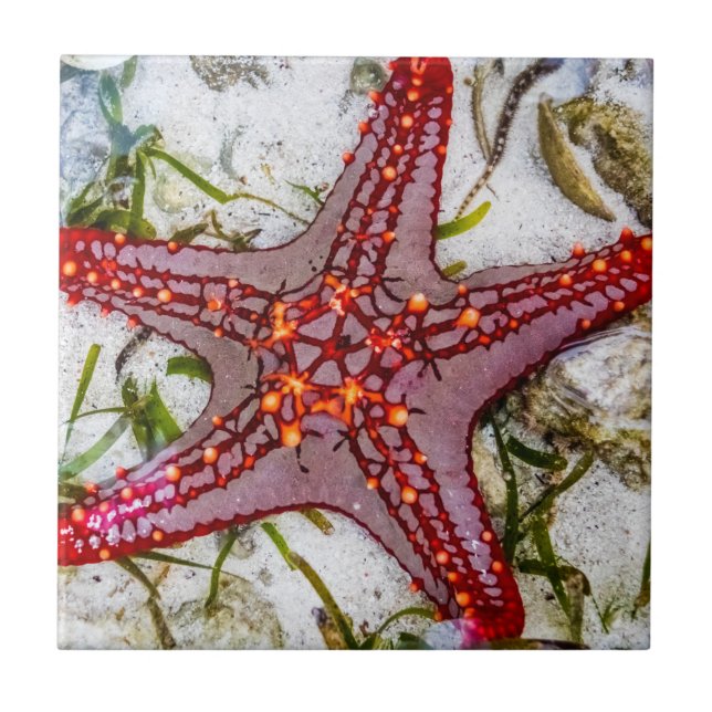 Starfish, Zanzibar, Tanzânia (Frente)