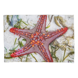 Starfish, Zanzibar, Tanzânia