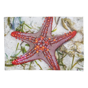 Starfish, Zanzibar, Tanzânia
