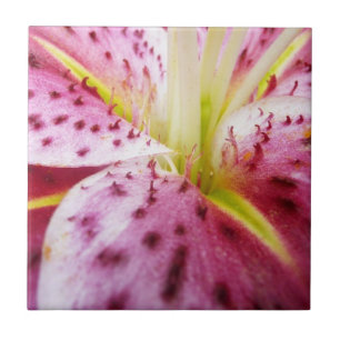 Stargazer Lily Bright Magenta Floral