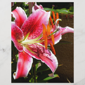 Stargazer Lily Fotografia