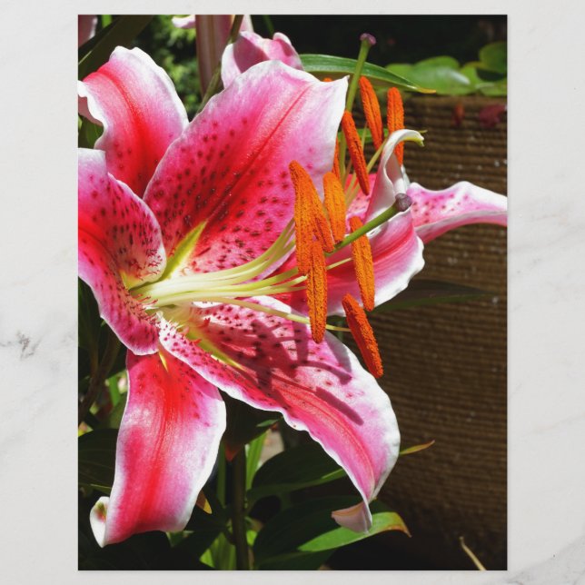 Stargazer Lily Fotografia (Frente)