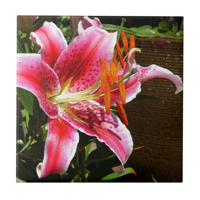 Stargazer Lily Fotografia (Frente)