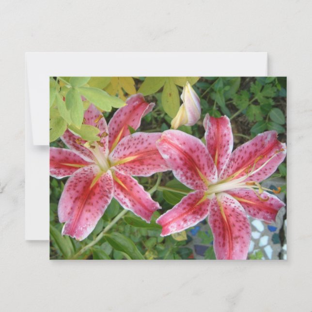 Stargazer Lily Garden Floral (Frente)