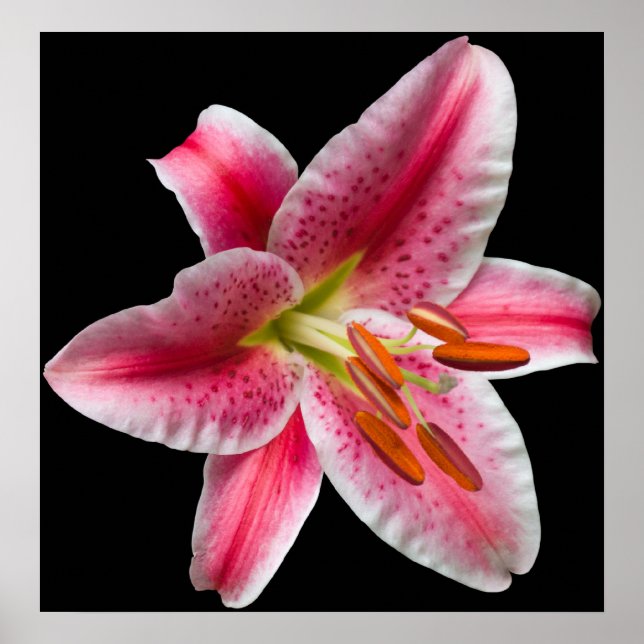 Stargazer Lily Impressão (Frente)