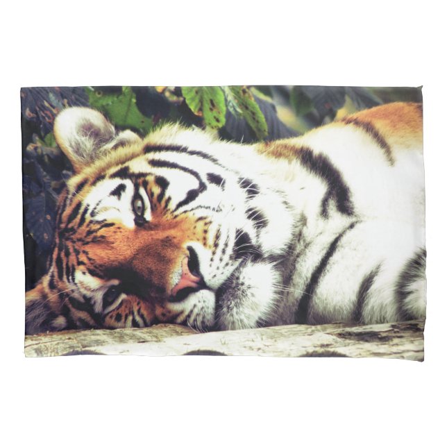 Staring Tiger (Frente)