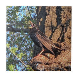 Starling Bird Cerâmica Azulejo