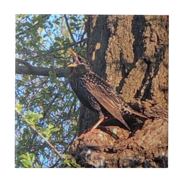 Starling Bird Cerâmica Azulejo (Frente)