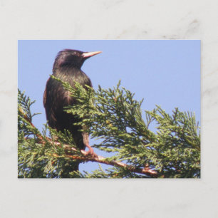 Starling em um cartão postal da árvore Spruce