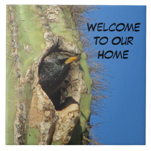Starling no pássaro sudoeste de Saguaro Cactus