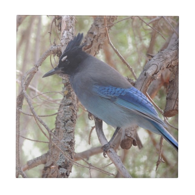 Stellars Jay (Frente)
