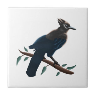 Steller's Jay