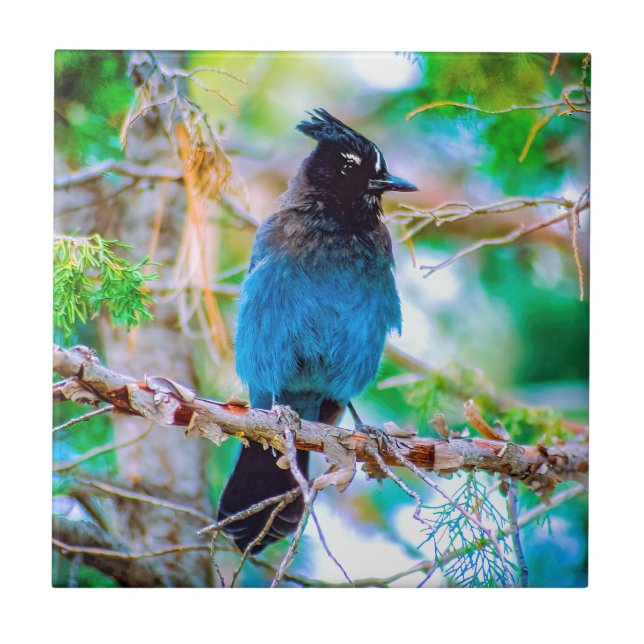 Steller's Jay - Fotografia original (Frente)