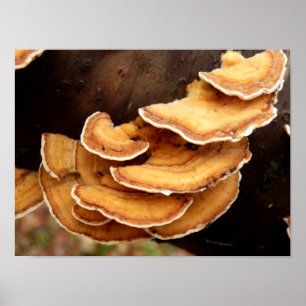 Stereum Hirsutum Fungi Poster