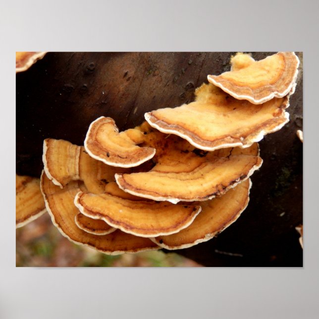 Stereum Hirsutum Fungi Poster (Frente)